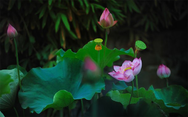 超拔和超度的区别,详细给大家区分