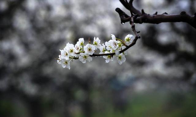 清明祭祖,超度先人:看道教超度的五大法宝