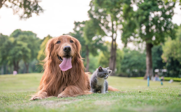 怎样给狗超度,更好的表达出自己的祝福