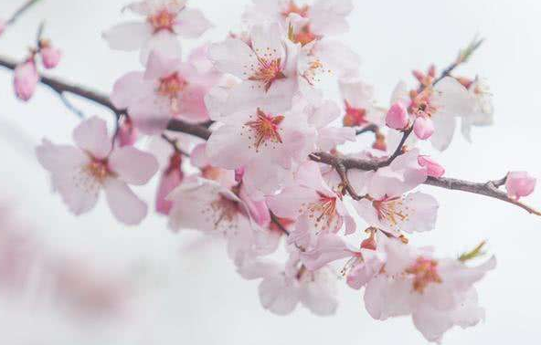 斩桃花法事的反应各有不同?需要具体分析