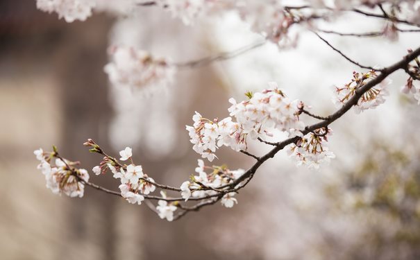 上香拜佛讲究的禁忌,详解烧香的步骤