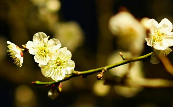 搬家风水遇火日怎么办,做好这几项就可以很好的化解