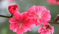 桃花煞代表什么意思 桃花煞是什么