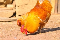 公鸡辟邪 公鸡在家中的不同作用