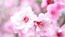招桃花摆放什么植物好