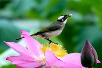 最近运气不好怎么转运 超厉害改运的几个方法 民间用盐去除霉运方法