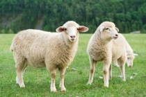 2022年属羊化太岁，郑爽2021年冲太岁惹是非