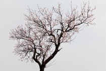 桃树的特殊效果 平时特别怕鬼的朋友了解下