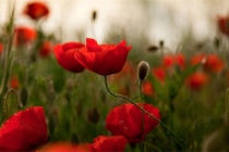 消灾解难的符咒，祝你平安喜乐