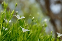 桃树枝放哪给宝宝辟邪,放桃枝有哪些作用我们也要知道