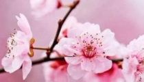 教你几招7天快速招到正缘桃花