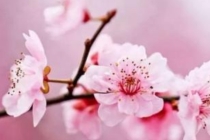 教你几招7天快速招到正缘桃花