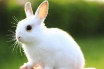 生肖属兔事业受阻怎样化解 抓准时机轻松破解