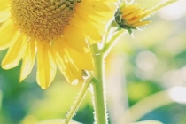 桃木斩斩烂桃花 轻松斩断烂桃花的小秘法