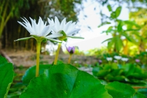 适合家庭的辟邪方法 有辟邪需要的看一看