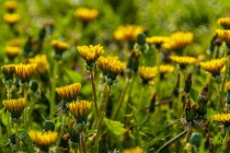 久病不愈的症状阳气弱、中气弱