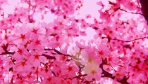什幺植物招桃花容易