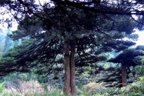 坟前栽什么树比较好，种对了可保后代平安