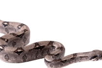 千年古墓挖出100米大蛇 原来它才是守墓者