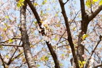 桃树的辟邪说法，关于桃树如何辟邪的方法