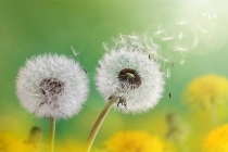 婴儿看到将死之人就哭，需要我们这么化解