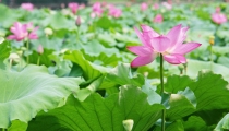 犯太岁年事业干脆受阻,轻松化解犯太岁的影响