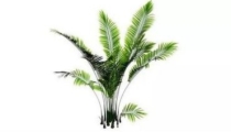 家里养什么植物驱邪,这5种植物驱邪厉害,养一盆清雅又吉利