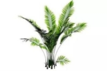 家里养什么植物驱邪，这5种植物驱邪厉害，养一盆清雅又吉利