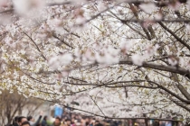 本人堕落 事业受阻，这几种吉祥物都是旺事业的运势