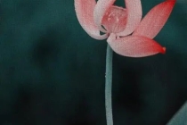 怎样填写堕胎婴灵表文,送超度堕胎婴灵金怎么写