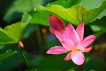 大人受惊的症状，不仅是小孩会受到惊吓