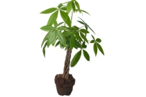 住宅风水门前能种树吗 房子周围种树的注意事项