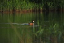 太岁符怎么请，太岁年运势很差需要及时请符化