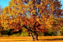 补财库古法,具体怎么做,详细步骤是这样的