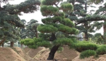 在古代为什么说松树招财辟邪作用大 还能帮你遇贵人