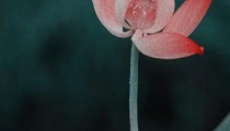 堕胎婴灵的咒语是什么,读什么咒回向堕胎婴灵