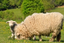 杀羊的因果报应，杀业的报应好可怕