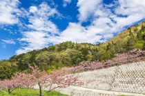 桃树特殊作用的效果很好，在种植桃树的时候要保持茂盛