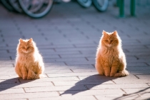 怎样给猫超度，将自己的福报进行转移