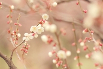 桃树枝辟邪方法，竟然可以保平安