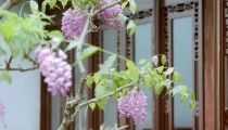 房间里摆什么可以辟邪,千万不能乱放,否则大祸临头