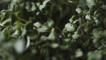 痛风久病不愈,利用中医来进行化解