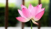 免费结缘堕胎婴灵佛像,观音29签,能使已堕胎的