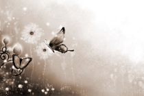 桃花煞是什么意思，桃花煞代表什么意思