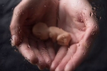 什么是堕胎婴灵