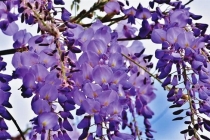 六腑符咒大全消灾解难获得一个好运势