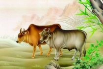 属牛人开运和改运方法