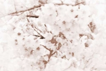 教大家正确招正桃花运的方法