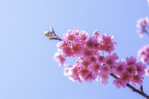 紫微斗数事业受阻，请道长来看如何进行化解