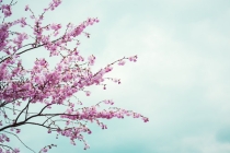 桃树的辟邪作用很强，来看为何桃树可以辟邪